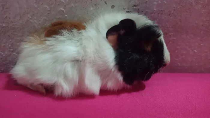Porquinho da índia
