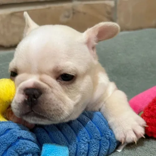 BullDog Francês Um pacotinho de fofura 