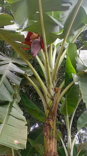 Mudas de bananeiras maçã