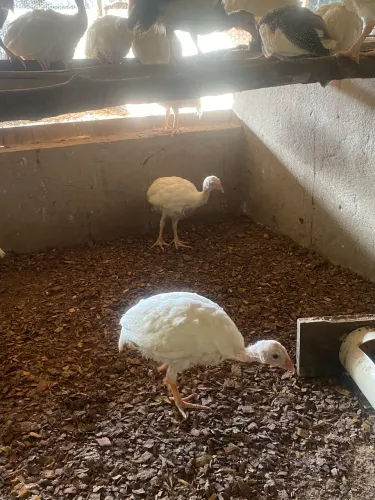 Filhote de Catrai branco e pampa