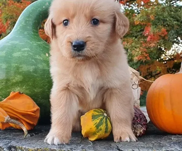 Filhotes de Golden Retriever | Um filhote cheio de charme e doçura.