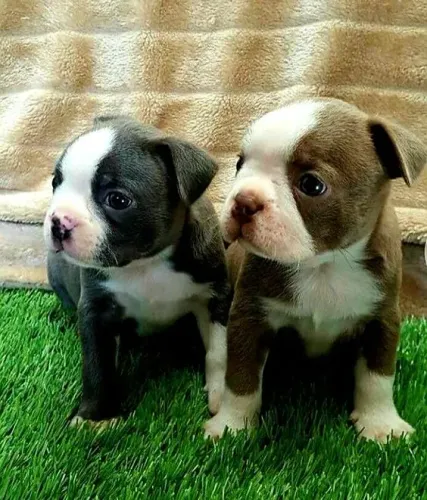 Boston Terrier 