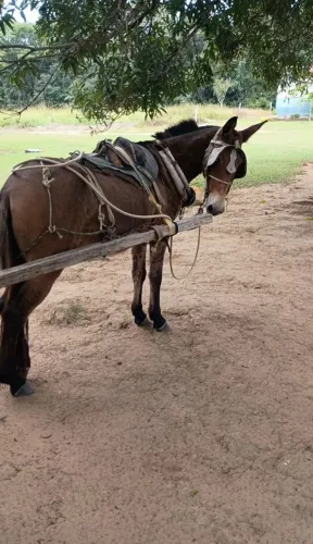 Burro para vender..