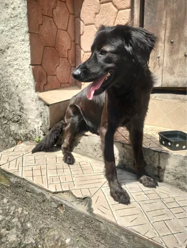 Cachorro fêmea aproximadamente 1 ano docil