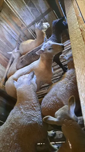 Ovelhas Texel e Ile de France