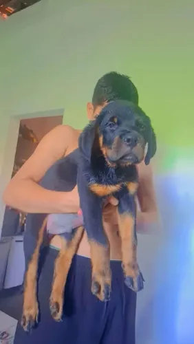 Cachorro rottweiler puro 