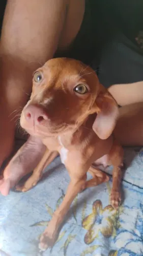 Doação cachorros fêmea
