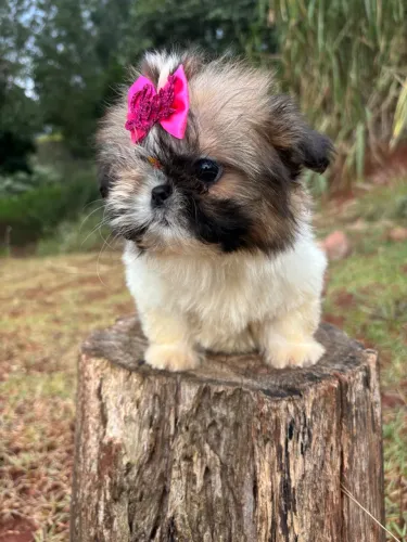 Vendo Fêmeas de Shitzu Mini