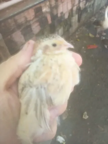 VENDO LINDOS FILHOTES DE CODORNAS