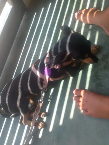 Vendo essa pincher