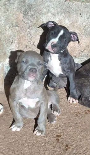 Filhotes de American Staffordshire Terrier