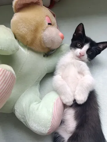 Adoção de gatinho macho