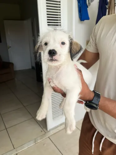 Cachorrinho pra adoção 