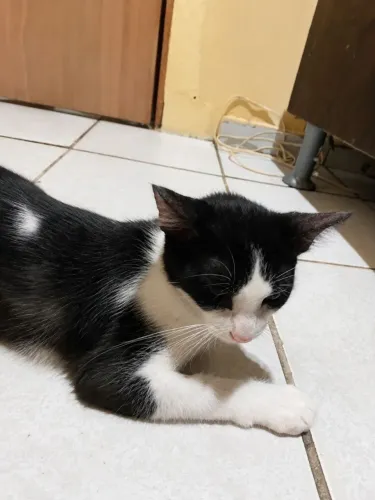 Gatinha pra doação em busca de amor e carinho