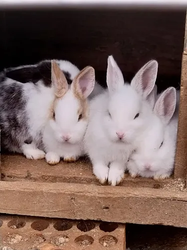 Coelhos filhotes