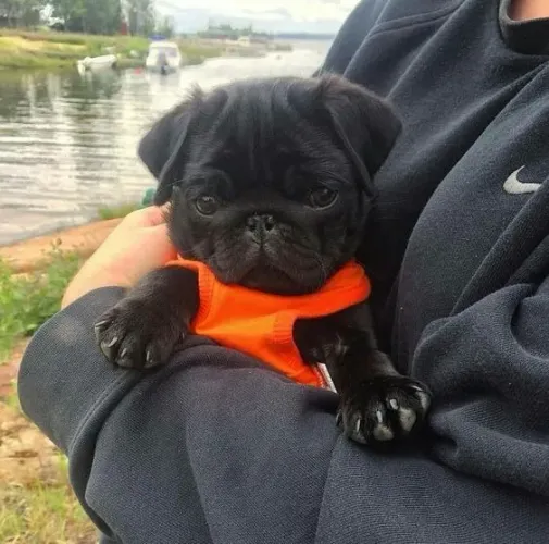 Pug Amor que se desenvolve naturalmente