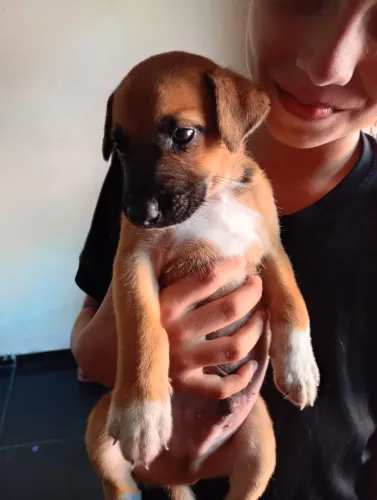 Estou doando esse filhote, e macho já come Ração tem 1 mês e 5 dias
