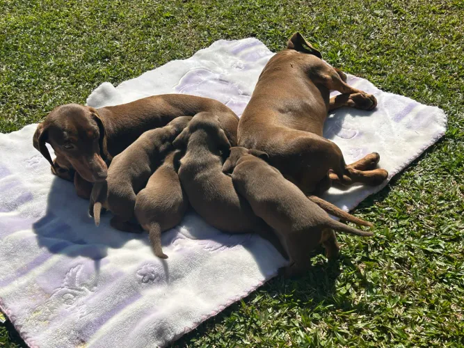 Dachshund chocolate