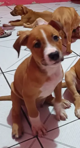 Vende-se filhote de Pitbull