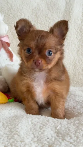 Chihuahua macho douradinho, focinho marrom