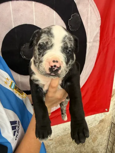 Elite pit monster 