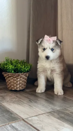 Husky siberiano Fêmea