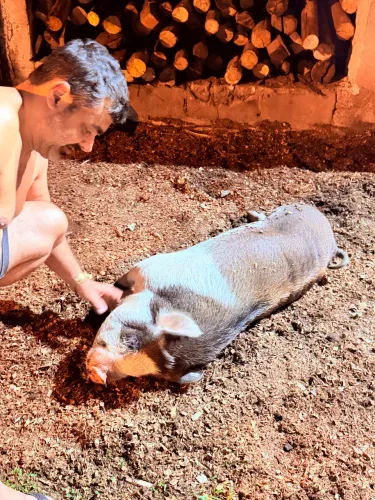 Mini pig macho