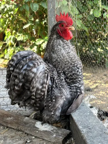 Galos Mini Cochin 