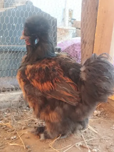 Galo sedoso (silkie)