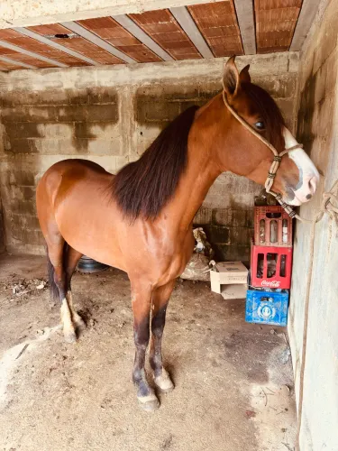 Cavalo mangalarga marchador