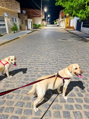Labrador Fêmea e Macho para venda