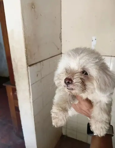 Poodle macho