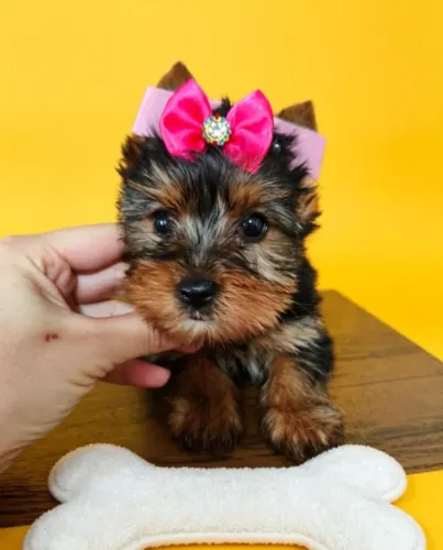 Pequena Yorkshire para Fazer Companhia