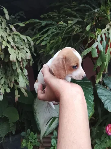 Dachshund Basset Cofap salsicha macho