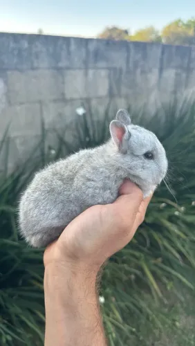 Coelho Anão Netherland Dwarf