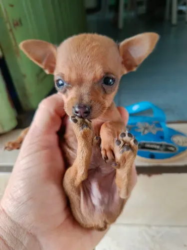 Vendo Filhotes de Pinscher Número 1