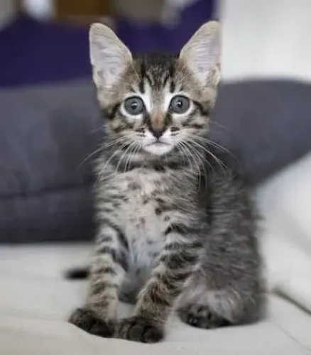 Doação de filhotes de gato de raça Quinuts, faço entrega