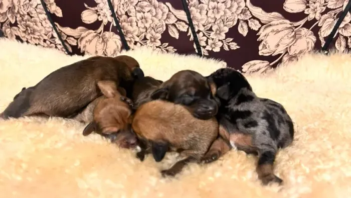 Dachshund