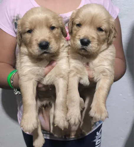 Golden Retriever Filhotes com Excelente Temperamento