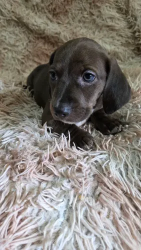 Dachshund 