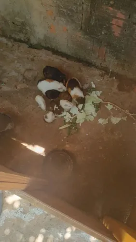 Porquinho da índia filhote