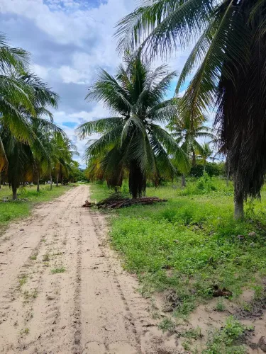 Vip Jardim trabalhamos com jardinagem paisagismo e transplante de árvores 