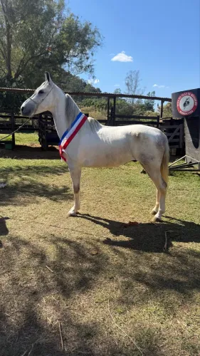 Vendo cavalo Mangalarga Marchador 