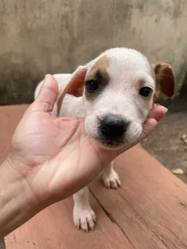filhotes de cachorro para doação