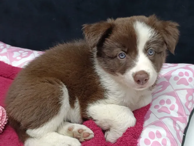 Filhote border collie, O pacote completo: fofura, lealdade e muito carinho!