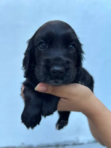 Cocker Preto Fêmea 1700,00