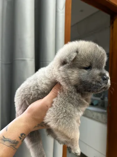 Chow Chow fêmea