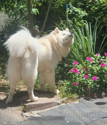 Cachorro da Raça Akita macho pra cruzar