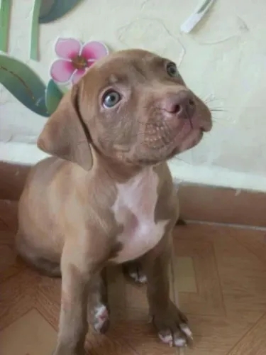 Pitbull - Um Amigo Assim Não Aparece Todo Dia 