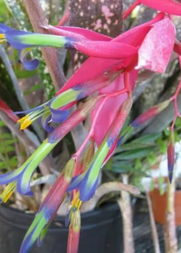 Bromelia lágrimas de rainha